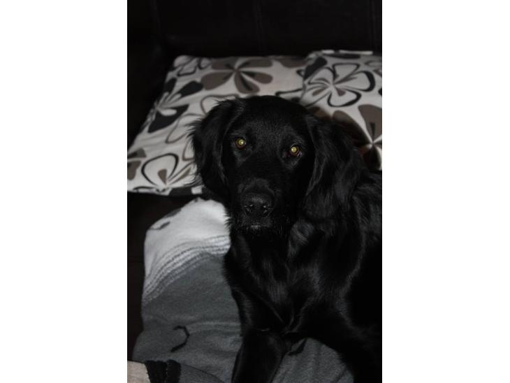 Labrador retriever Basse billede 1