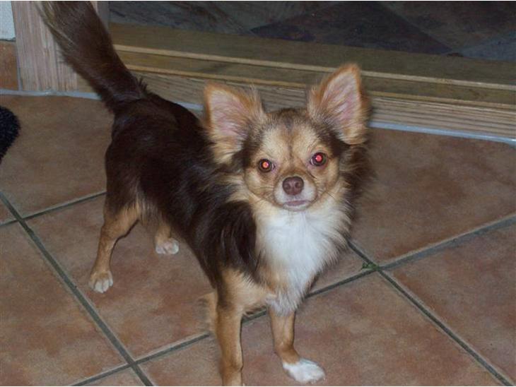 {{currentPhoto.altText}} billede {{currentPhoto.number}}