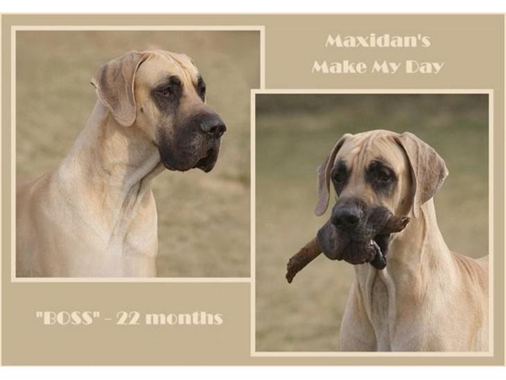 Grand danois Maxidan´s Make my day billede 1