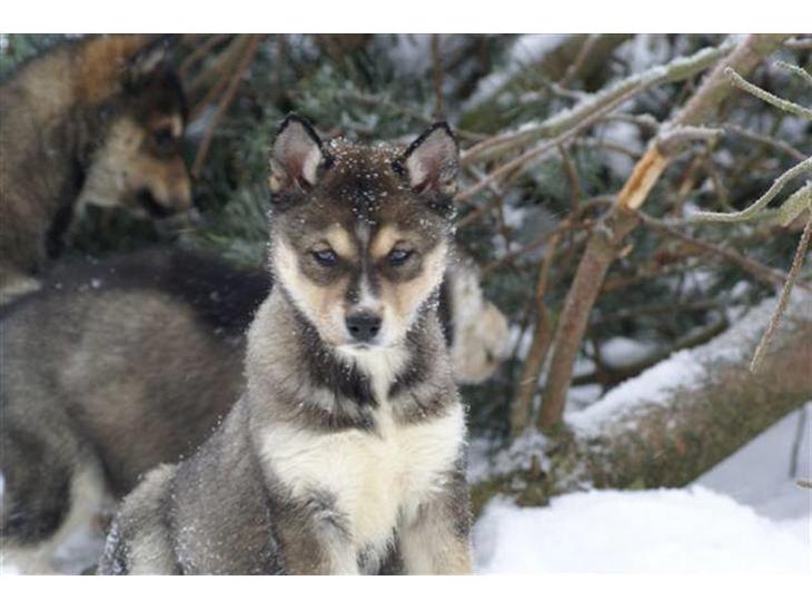 Siberian husky Luna  billede 1