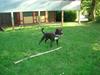 Amerikansk staffordshire terrier lui