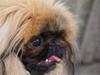 Pekingeser Chui Aka Pigehunden<3 hvil i fred <3 [ Himmelhund]
