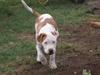 Amerikansk staffordshire terrier god dreng