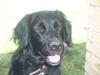 Flat coated retriever Mollie [ Himmelhund]
