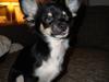 Chihuahua Armani