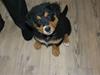 Blanding af racer bamse