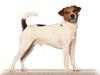 Parson russell terrier Karlsbjerggården Sir Rowe [ Himmelhund]