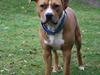 Amerikansk staffordshire terrier Noah.