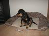 Rottweiler topsy