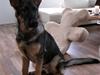 Schæferhund Abardi Chaos