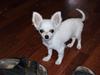 Chihuahua Willi