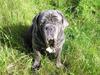 Mastino napoletano Dess R.I.P