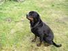 Rottweiler Poscha R.I.P