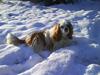 Cavalier king charles spaniel Gunnar R.I.P.