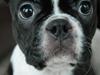 Boston terrier ** Ugly Betty ** 