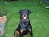 Rottweiler Xena