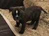 Olde english bulldogge Conrad