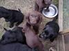 Labrador retriever Kenzo