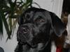 Labrador retriever Django