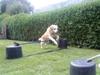 Labrador retriever Kairo R.I.P [ Himmelhund]