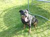 Rottweiler Fisker ( RIP) [ Himmelhund]
