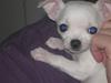 Chihuahua Lykke   " nu i pleje " [Tidl. hund]