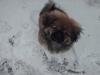 Pekingeser Gizmo