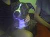 Amerikansk staffordshire terrier Schaya
