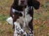 Engelsk springer spaniel Cirkeline