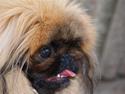 Pekingeser Chui Aka Pigehunden<3 hvil i fred <3