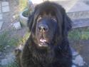 Newfoundlænder Julie (Himmelhund)