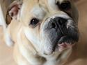 Olde english bulldogge Buffy's Junior