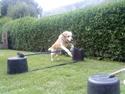 Labrador retriever Kairo R.I.P