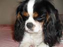 Cavalier king charles spaniel Zhiba