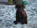 Labrador retriever bianca