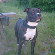 Amerikansk staffordshire terrier lui