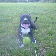 Amerikansk staffordshire terrier lui