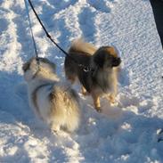 Tibetansk spaniel De'Sade Gan-ya