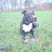 Amerikansk staffordshire terrier lui