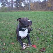 Amerikansk staffordshire terrier lui