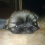 Pekingeser mille