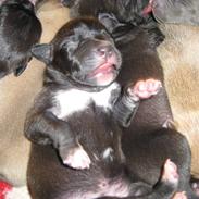 Amerikansk staffordshire terrier Fear Of The Dark 