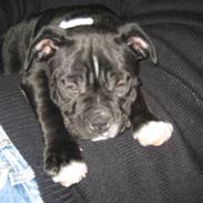 Staffordshire bull terrier Mikko