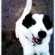 Border collie Molly aka. spiderdog!