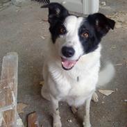 Border collie Molly aka. spiderdog!