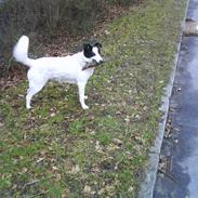 Border collie Molly aka. spiderdog!