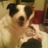 Border collie Molly aka. spiderdog!