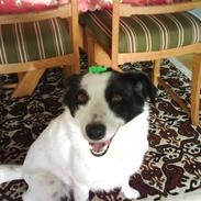 Border collie Molly aka. spiderdog!