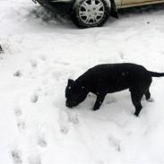 Staffordshire bull terrier Holger (Himmelhund)