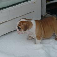 Engelsk bulldog Fiona